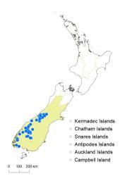 Veronica colostylis distribution map based on databased records at AK, CHR & WELT.
 Image: K.Boardman © Landcare Research 2022 CC-BY 4.0